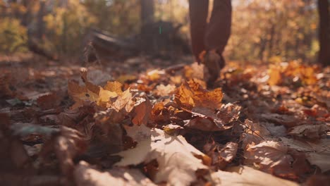 autumn forest walk