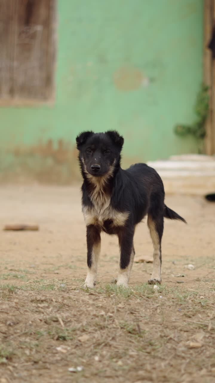 Dog in outdoor setting