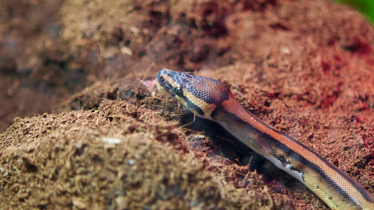 Primo piano di un pitone reale che riposa nel suo terrario
