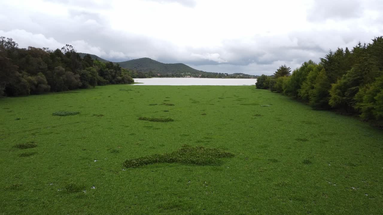 식물이 있는 호수의 공중 드론 샷