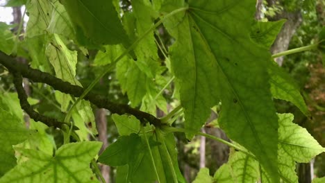 Between-maples-tree-leaves-on-a-windy-day