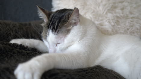 Close-up-of-cute-baby-cat-sleeping-on-soft-blanket-indoors-at-home,prores-422