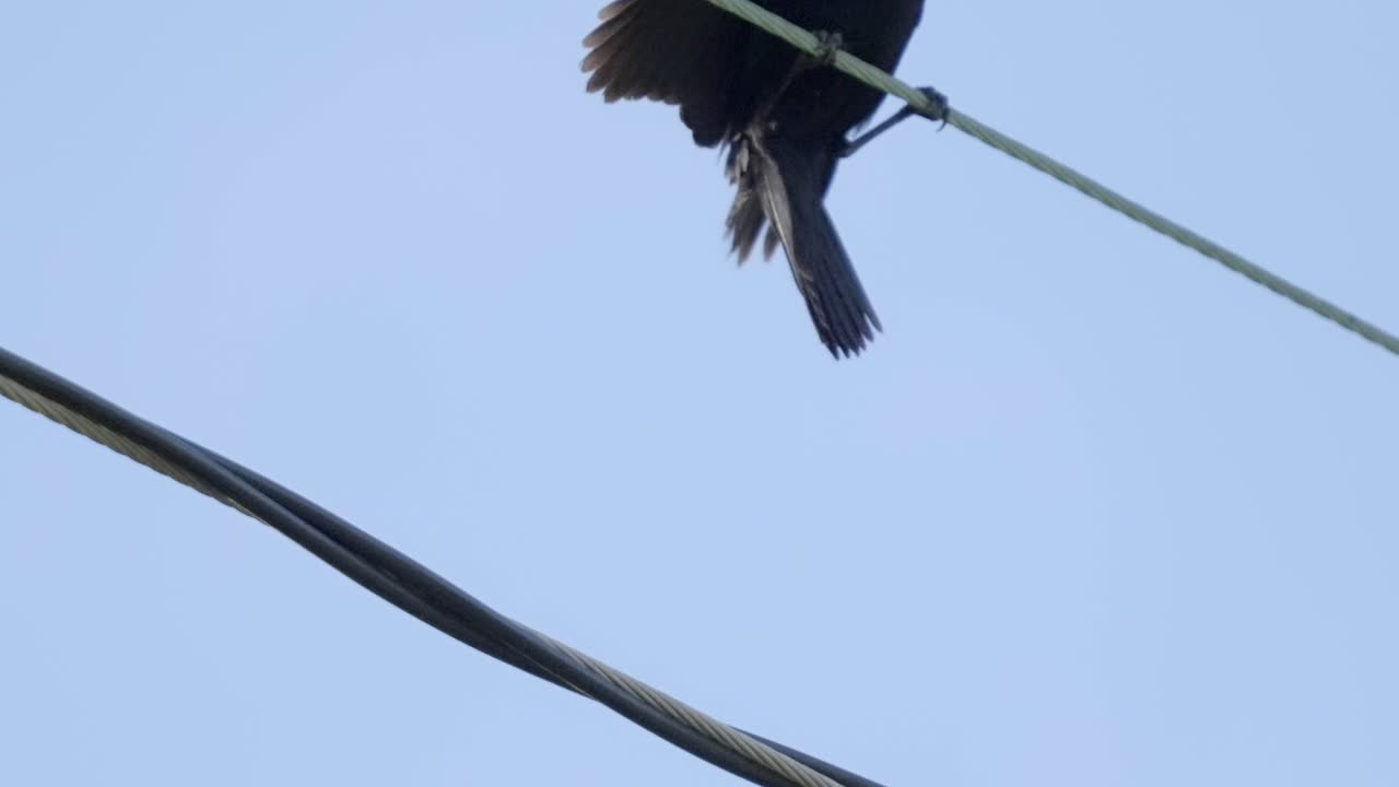 Red winged thrush changing its place on a power line against a blue sky