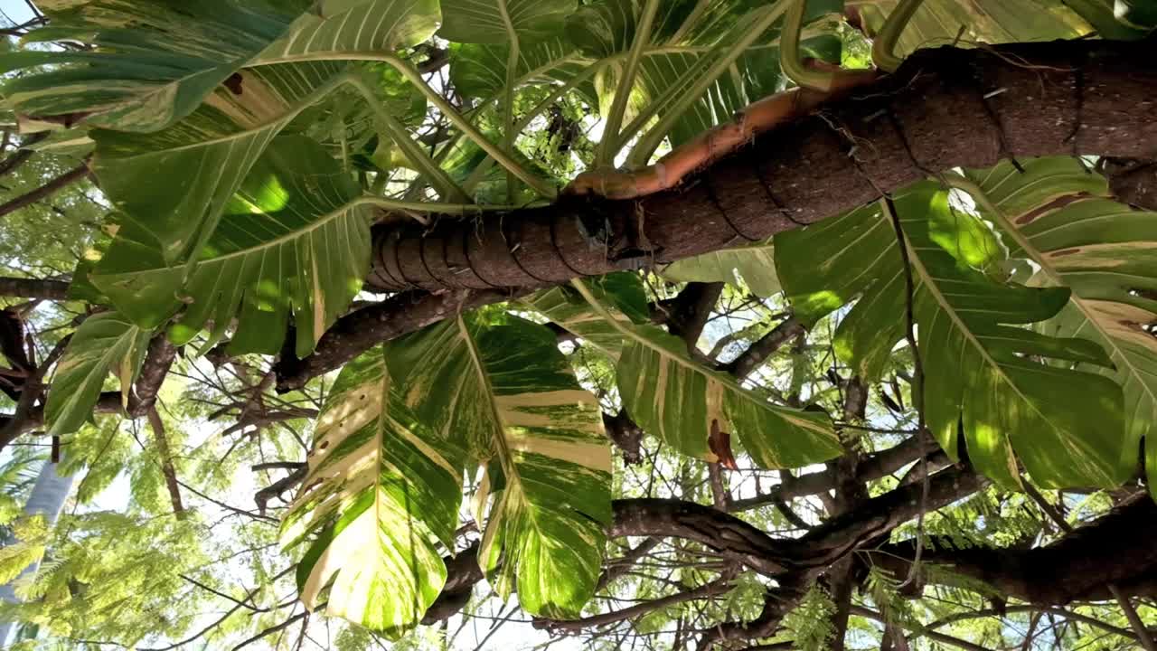 deliciosa planta monstruosa crece en un tronco de árbol en el caribe