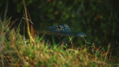 cinemagraph / seamless video loop of an alligator in the florida everglades national park close to miami. it is lurking in the green swamp water surrounded by mangrove trees at a discover adventure tourist tour. close up.