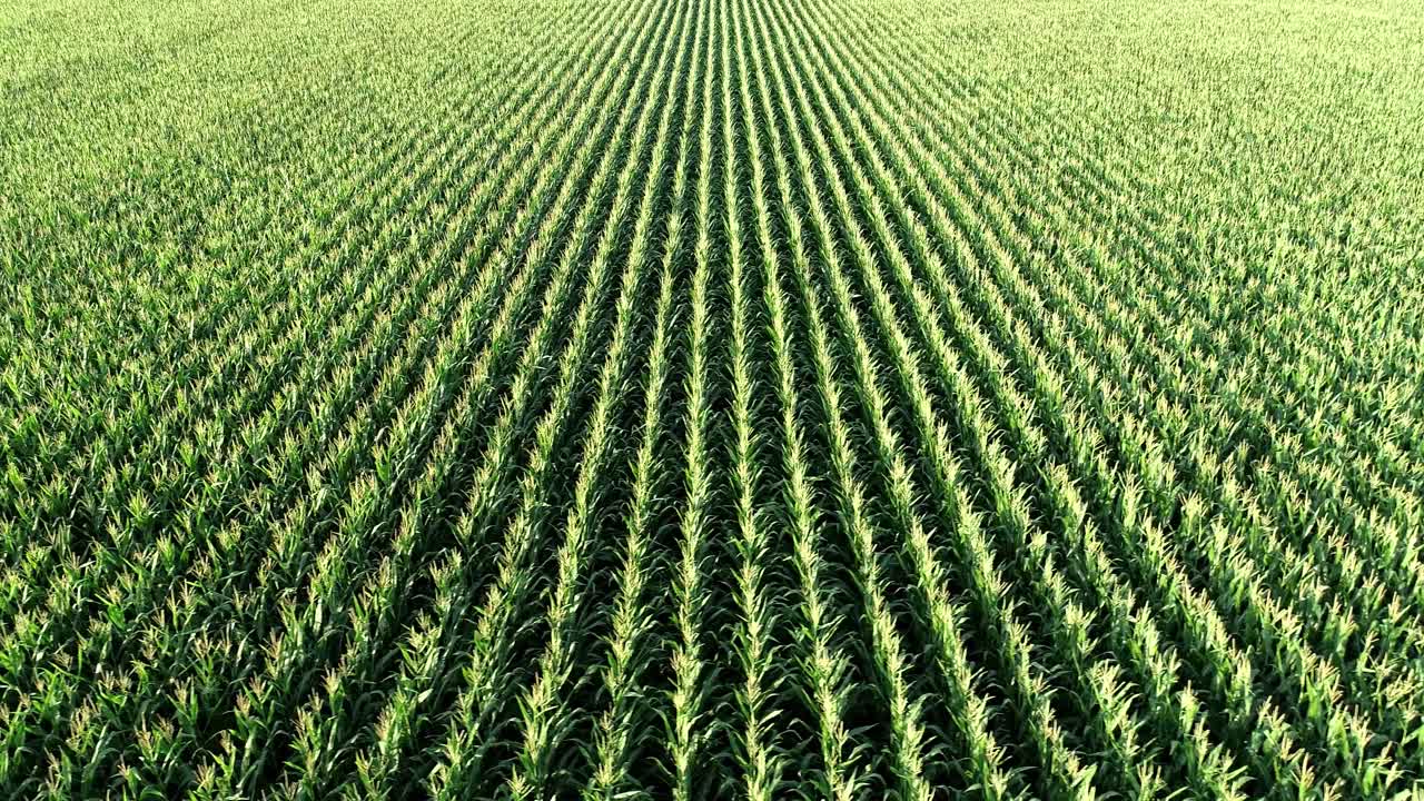 hovering above a field of corn moving slowly to the left and seeing the corn in straight rows in the agricultural town of McKinney Texas