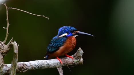 el martín pescador de orejas azules es un pequeño martín pescador que se encuentra en tailandia y es buscado por los fotógrafos de aves debido a sus hermosas orejas azules, ya que también es un pájaro lindo para observar