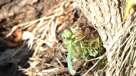 Eine-Zikade-Häutet-Sich-Von-Ihrem-Exoskelett,-Während-Eine-Wespe-Dahinter-Auf-Dem-Baum-Lauert