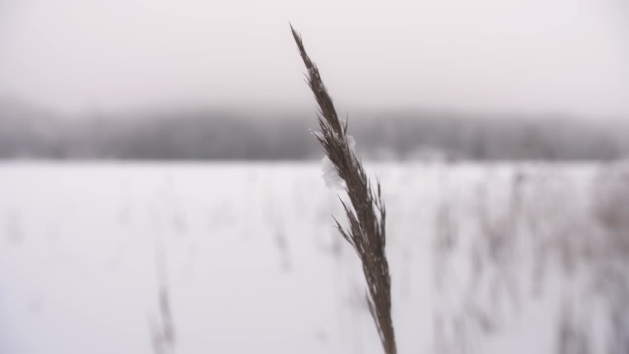 Frozen plant in a winter lake with snow
