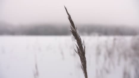 Planta-Congelada-En-Un-Lago-De-Invierno-Con-Nieve