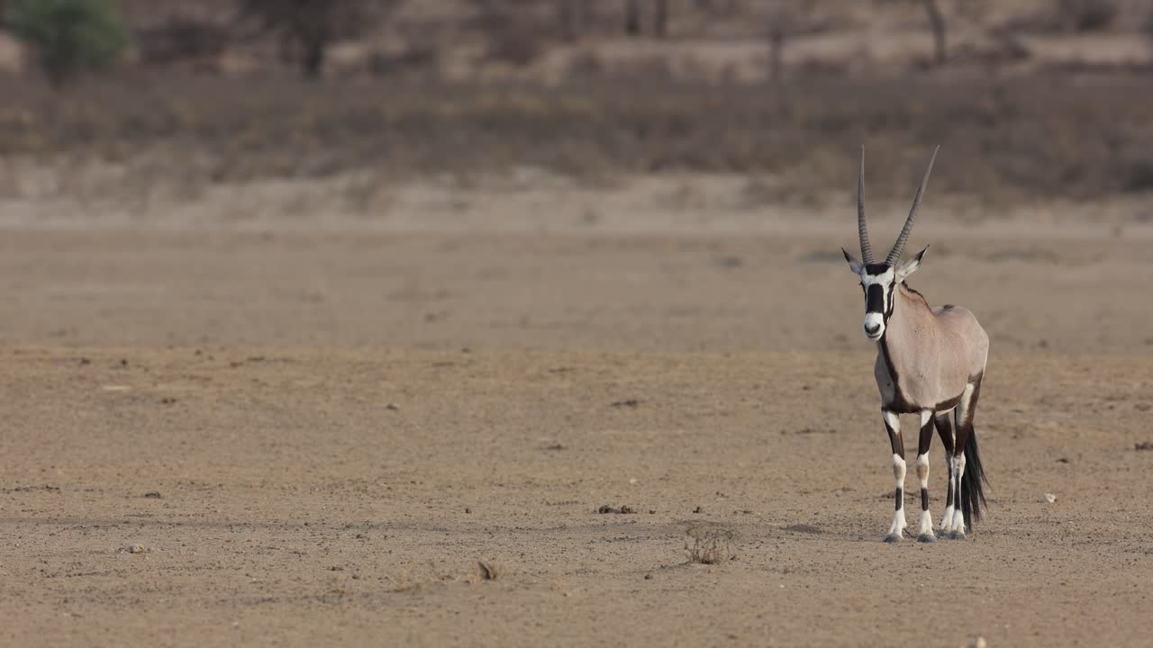Wide shot of a Oryx antelope standing in the bare and dry ladnscape of the Kgalagadi Transfrontier Park