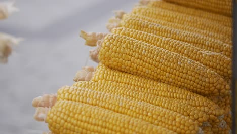 fresh corn on the cob at market