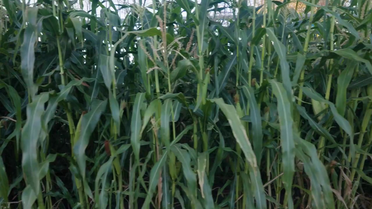 Smooth right tracking shot moving alongside rows of healthy green corn plants in an agricultural field.