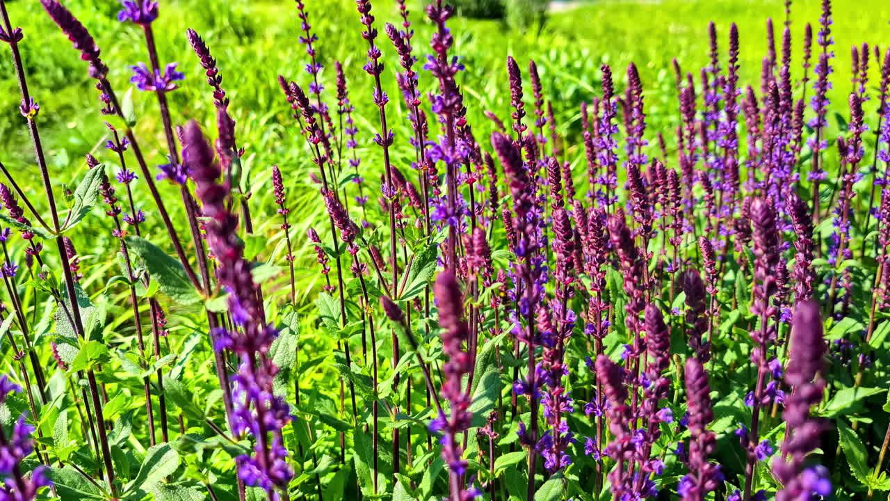 Closeup shot of Lavender flowers spikes during daytime