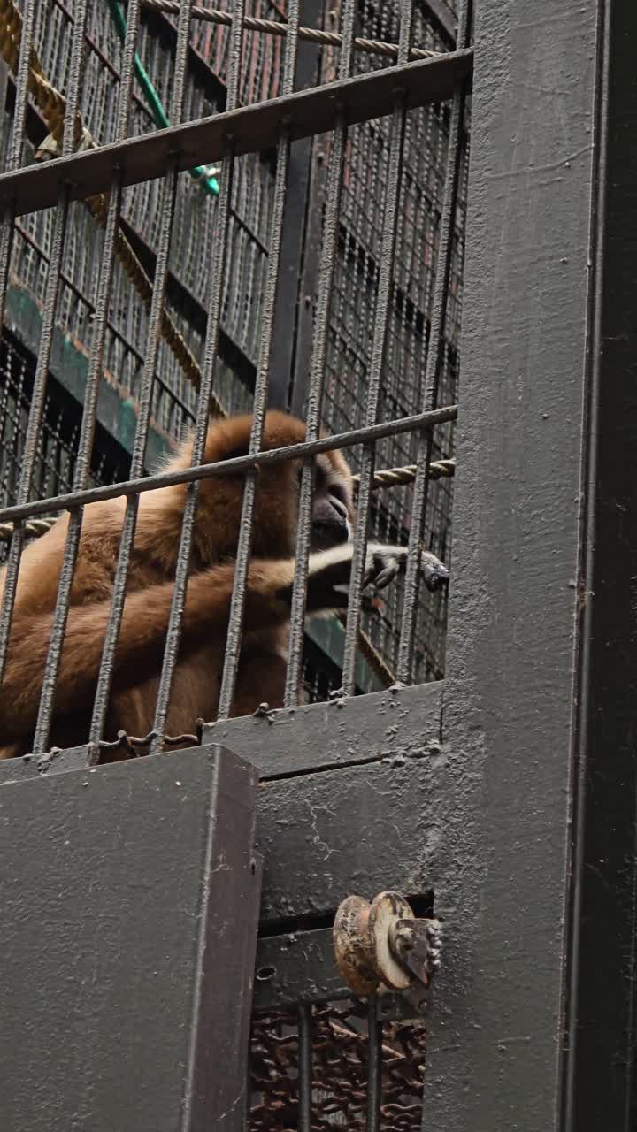 A white-handed gibbon eats a piece of fruit inside its caged enclosure at the Seoul Zoo, capturing a daily feeding moment for a primate living in captivity.