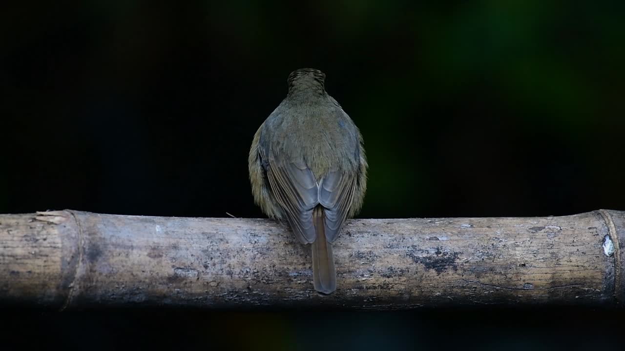 Hill Blue Flycatcher sitter på en bambus, Cyornis whitei.