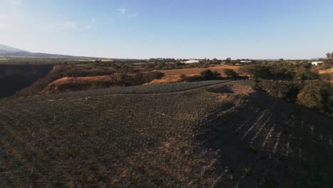 Vista-Aérea-De-Campo-De-Agave-En-Zona-Rural-De-Tuxpan,-Jalisco,-México