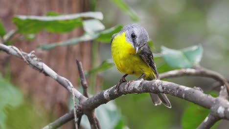 El-Curioso-Pájaro-Petirrojo-Amarillo-Oriental-Mira-De-Reojo-Antes-De-Volar-Al-Suelo