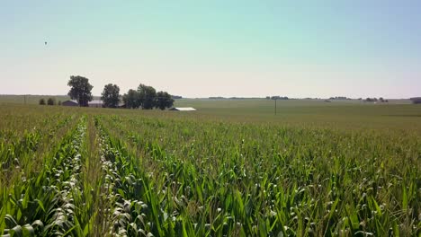 Paso-Elevado-Del-Campo-De-Maíz-De-La-Granja