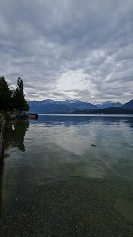 Static-vertical-shot-of-Swiss-Lake-with-Alps-in-background-and-ducks-in-water-swimming