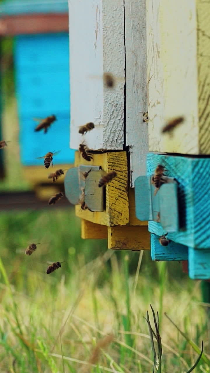 Swarm of bees near beehive. Honey bees swarming and flying around their beehive. Vertical video