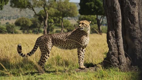 kenia vida silvestre safari animal, un hermoso guepardo caminando por la sabana en la reserva nacional de masai mara en un paisaje africano, cerca de bajo ángulo disparado mirando alrededor de la presa mientras caza