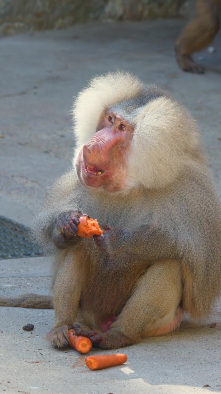 Male hamadryas baboon sits on ground eating carrots, natural daylight, close-up, zoo enclosure