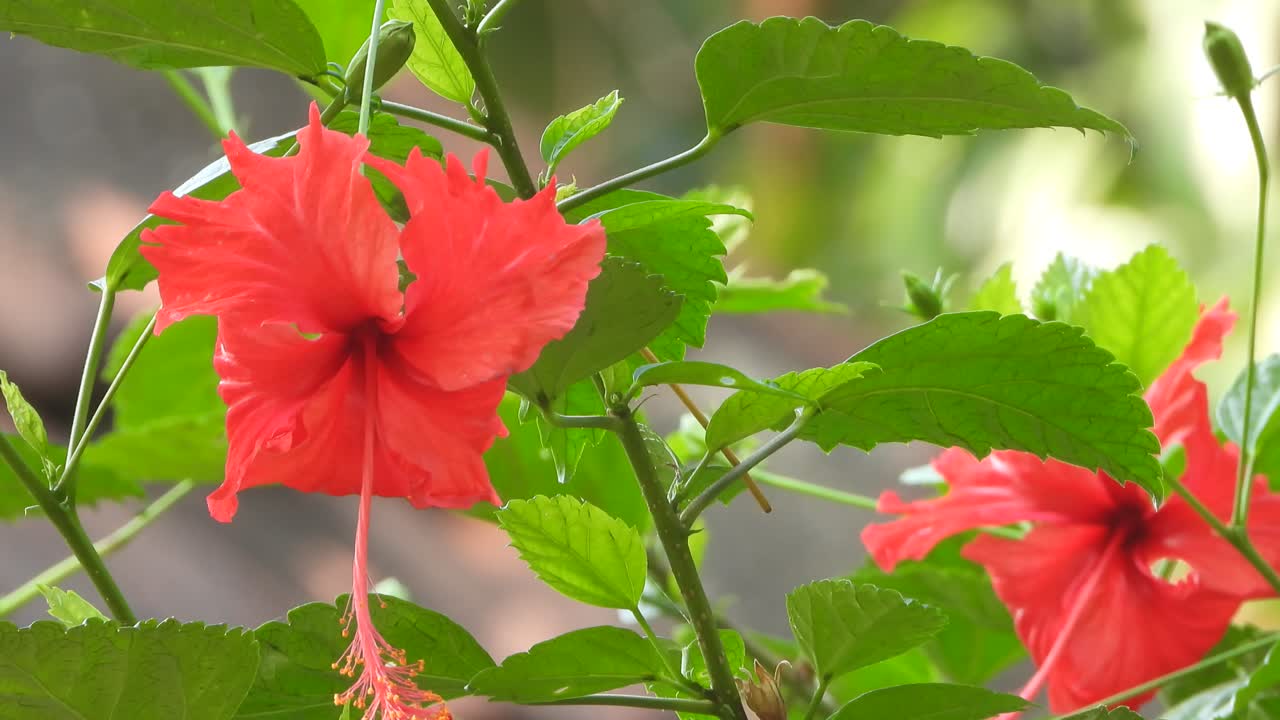 히비스쿠스 꽃 -  ⁇ 은 꽃