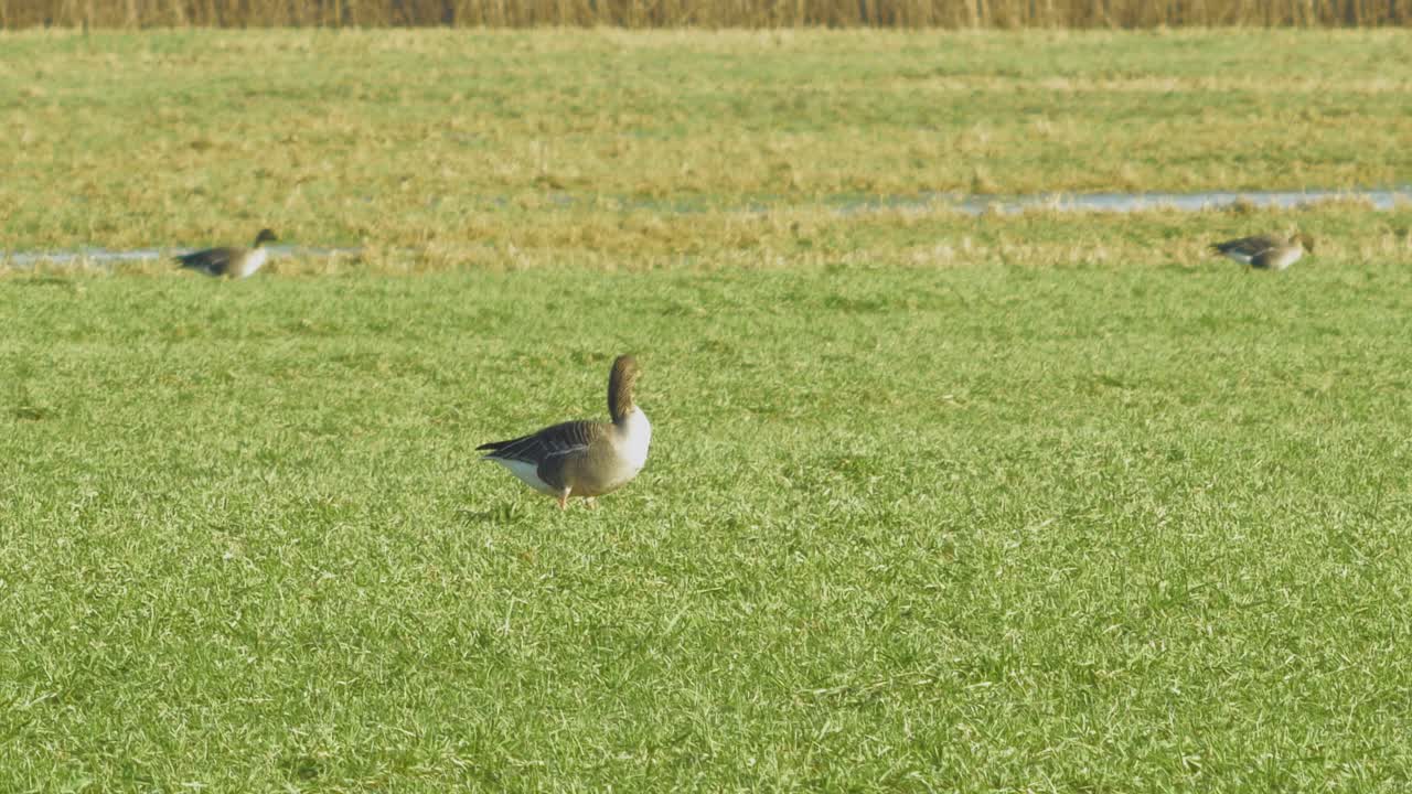 이주 시즌 동안 북부 유럽의 녹색 농경지에서 번식하는 그레이래그 거위의 아름다운 무리, 화창한 봄날, 먼 중간 낮은 앵글 샷
