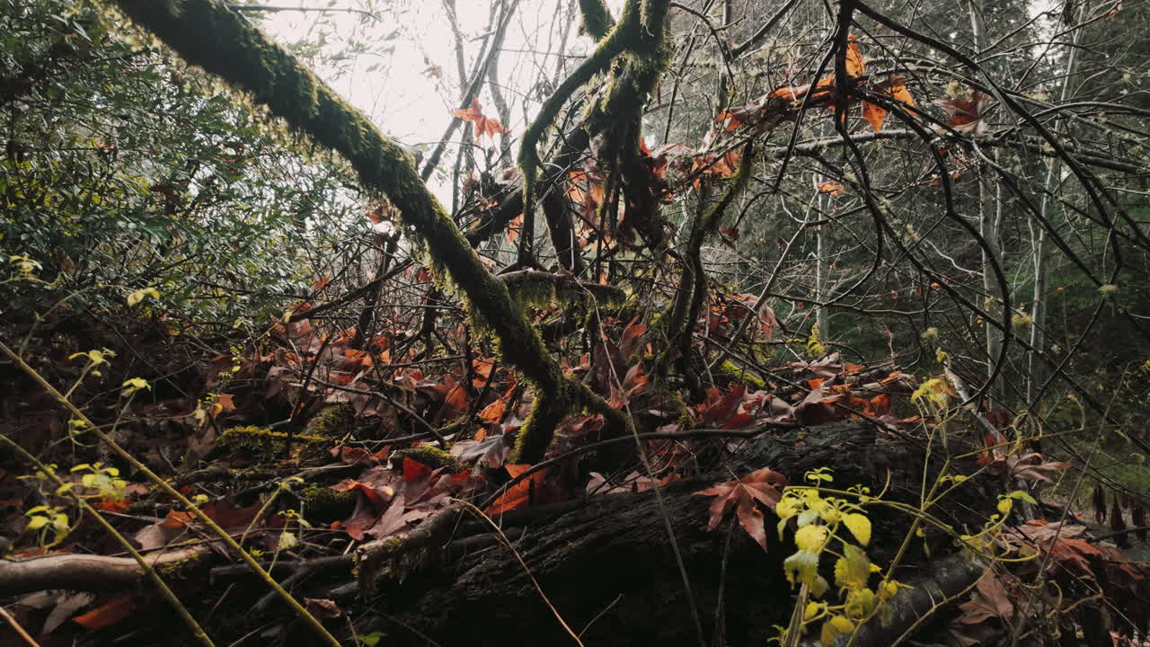 toma cinematográfica de un denso bosque en otoño con cielos grises, grandes árboles y hojas caídas