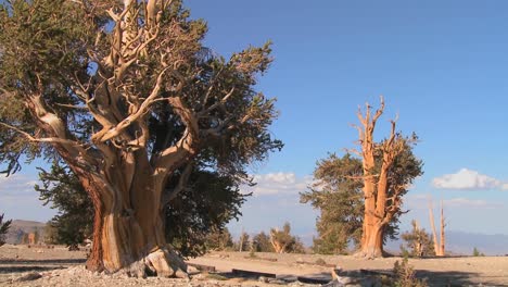 conos de pino cuelgan de antiguos árboles bristlecone en las montañas blancas de california 1