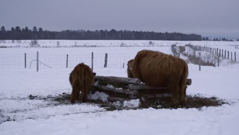 highland bulls eating hay in quebec countryside