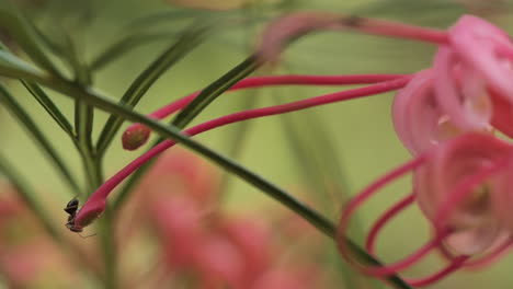 macro shot of an ant on a red flower spring