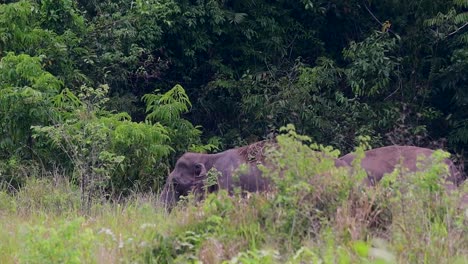 Los-Elefantes-Asiáticos-Son-Especies-En-Peligro-De-Extinción-Y-También-Son-Residentes-De-Tailandia