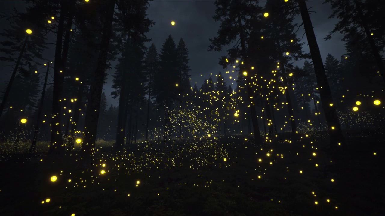 Dusk drawing swarm of glowing yellow lights clustering amid tall conifer trunks, with brighter orbs