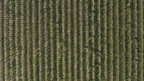 toma superior de un dron - toma aérea de una flor de manzana blanca y soleada en un campo grande 25p