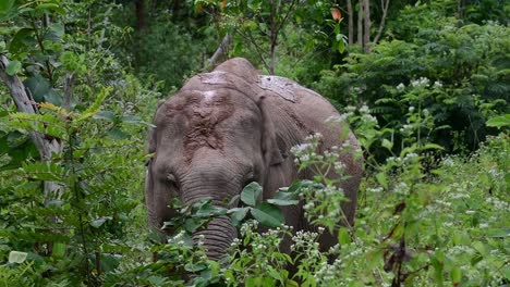 Los-Elefantes-Asiáticos-Son-Especies-En-Peligro-De-Extinción-Y-También-Son-Residentes-De-Tailandia