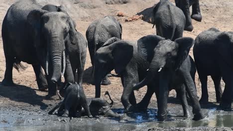 a herd of african elephants cooling off in a muddy waterhole in kruger national park with two baby elephants romping in the water