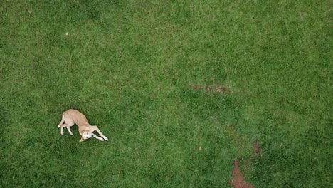 Little-dog-resting-in-the-grass