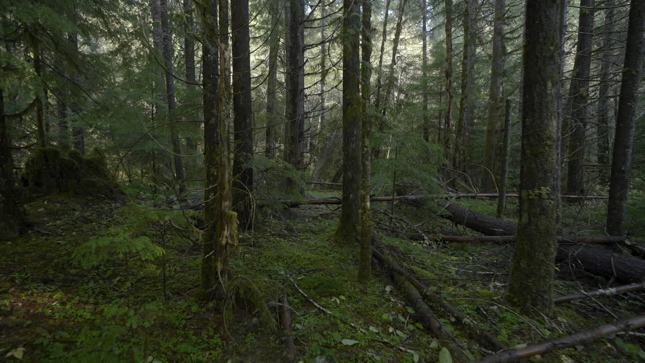disparo de cardán caminando por el bosque, sin rastro
