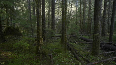 gimbal shot walking through the forest, no trail