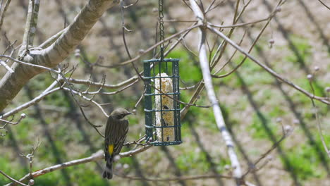 Yellow-Rumped-Warbler-at-a-suet-bird-feeder-during-late-winter-in-South-Carolina