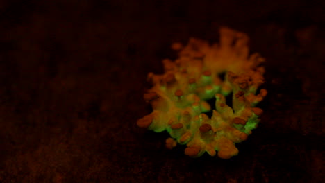 el hongo bioluminiscente panellus stipticus brilla en el crepúsculo