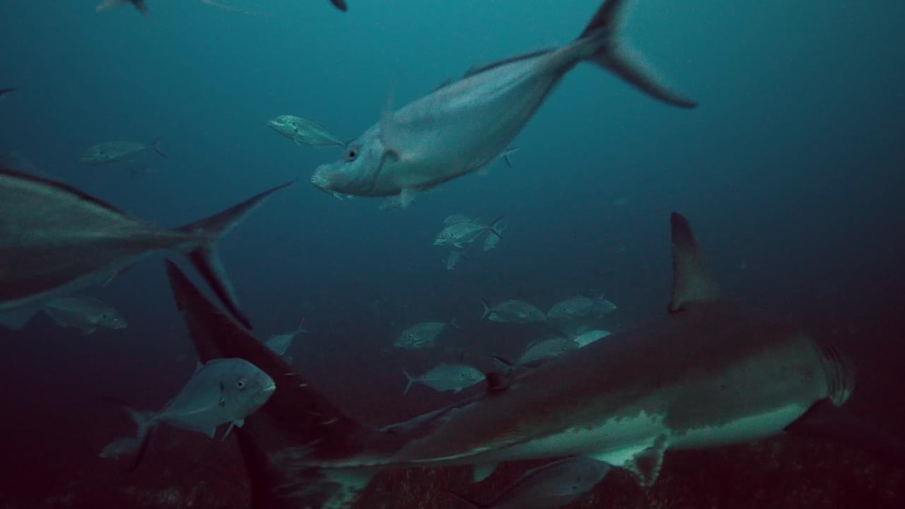 백상아리 carcharodon carcharias 해왕성 제도 남호주 4k 슬로우 모션 50fps
