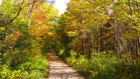 walking path in forest during autumn fall in countryside montreal, quebec, canada