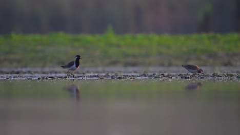 white tailed lapwing attacked by local bird red red-wattled lapwing in wetland