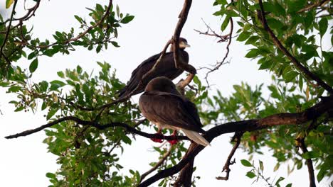 Two-adult-red-footed-boobys-sit-in-a-tree-at-sunset-on-Little-Cayman-in-the-Cayman-Islands