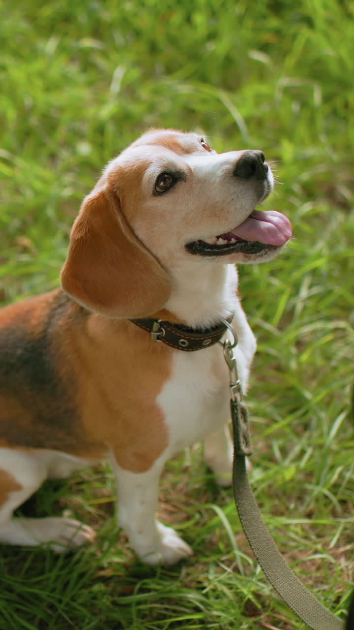 Dog observing quietly, Energetic canine relaxing peacefully amidst colorful meadow flowers, Alert dog attentively observing its surroundings while seated tranquilly on verdant grassy area