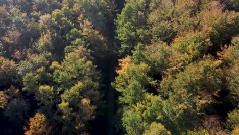 drone birds eye view over forest with autumn colours and nature trail