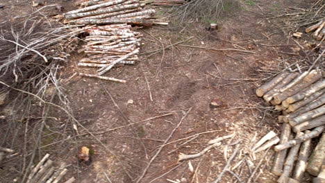 shocking aerial view of stacked logs in woods for timber trade, tree felling